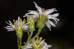 White panicle aster